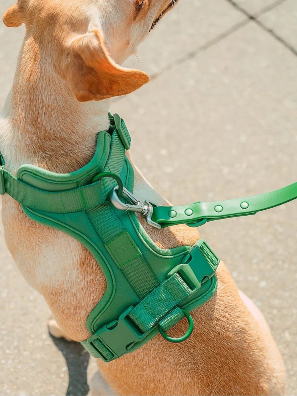 Wilderdog Green Padded Dog Harness with Handle and D-Ring NWOT